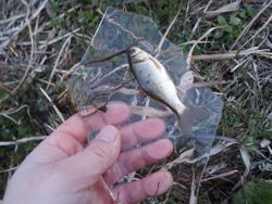 ファイル 1353-3.jpg