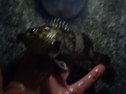 ファイル 1355-2.jpg