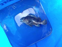 ファイル 1355-3.jpg