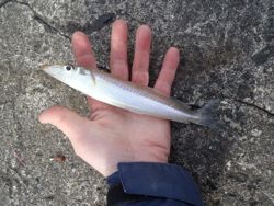 ファイル 1356-2.jpg