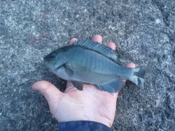 ファイル 1356-4.jpg