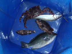 ファイル 1356-5.jpg