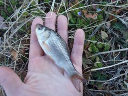 ファイル 1358-3.jpg