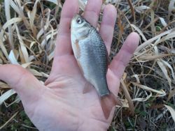 ファイル 1358-4.jpg