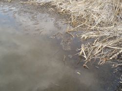 ファイル 1364-1.jpg