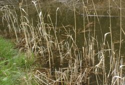 ファイル 1376-1.jpg