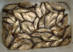 ファイル 1377-5.jpg