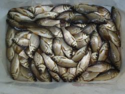 ファイル 1379-5.jpg