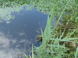 ファイル 1403-1.jpg