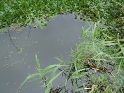 ファイル 1407-1.jpg