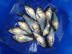 ファイル 1407-5.jpg