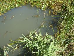 ファイル 1420-1.jpg