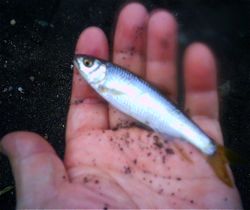 ファイル 1616-2.jpg