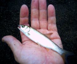 ファイル 1616-4.jpg