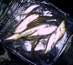 ファイル 1616-5.jpg