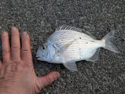 ファイル 1623-3.jpg