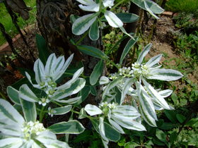 ファイル 1193-1.jpg