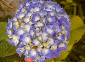 ファイル 3309-1.jpg