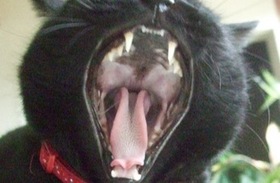 ファイル 3351-1.jpg