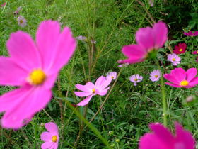 ファイル 853-1.jpg