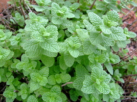 ファイル 910-1.jpg