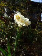 ファイル 1007-1.jpg