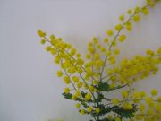 ファイル 1013-2.jpg