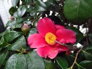 ファイル 1015-1.jpg