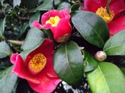 ファイル 1015-2.jpg