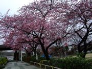 ファイル 1016-1.jpg