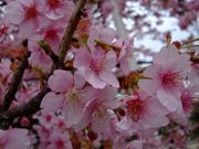 ファイル 1016-2.jpg