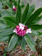 ファイル 1020-1.jpg