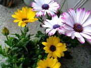 ファイル 1024-1.jpg