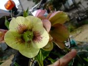 ファイル 1030-1.jpg