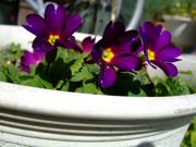 ファイル 1031-1.jpg