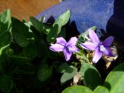 ファイル 1034-1.jpg