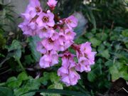 ファイル 1040-1.jpg