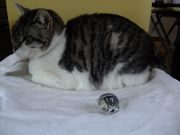 ファイル 1042-3.jpg