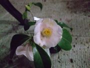 ファイル 1047-1.jpg