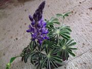 ファイル 1047-2.jpg