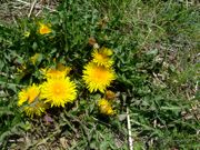 ファイル 1049-2.jpg