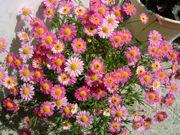 ファイル 1051-1.jpg