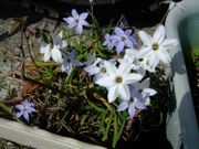 ファイル 1054-1.jpg