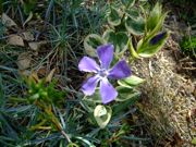 ファイル 1055-1.jpg