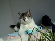 ファイル 1057-4.jpg