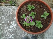 ファイル 1060-1.jpg