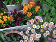 ファイル 1061-1.jpg