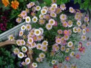 ファイル 1061-2.jpg