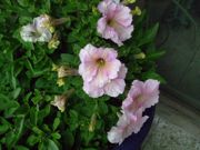 ファイル 1061-3.jpg