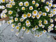 ファイル 1061-4.jpg